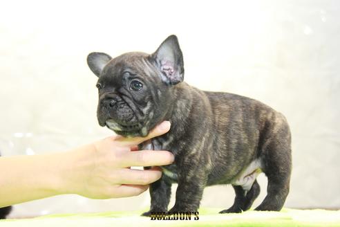 成約済の東京都のフレンチブルドッグ-91879の3枚目