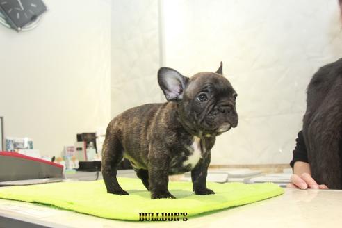 成約済の東京都のフレンチブルドッグ-91879の2枚目