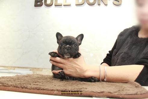 成約済の東京都のフレンチブルドッグ-91887の2枚目