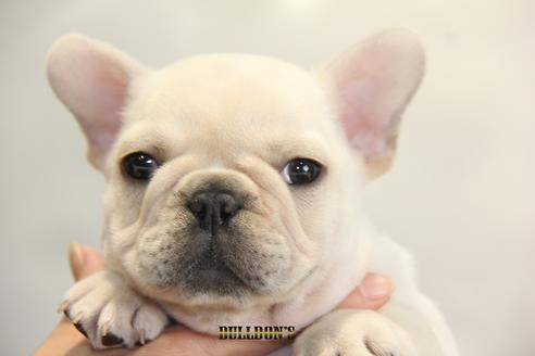 成約済の東京都のフレンチブルドッグ-91892の5枚目