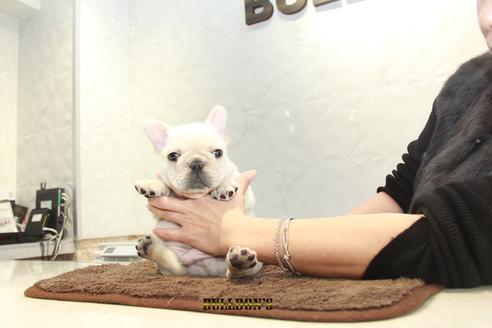 成約済の東京都のフレンチブルドッグ-91892の4枚目