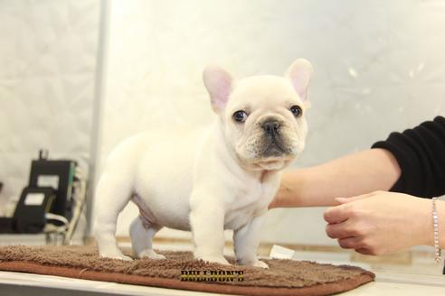 成約済の東京都のフレンチブルドッグ-91892の3枚目