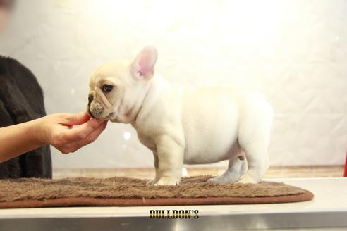 成約済の東京都のフレンチブルドッグ-91892の2枚目