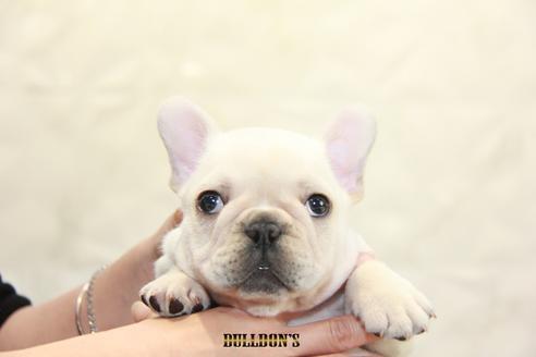 成約済の東京都のフレンチブルドッグ-91892の1枚目