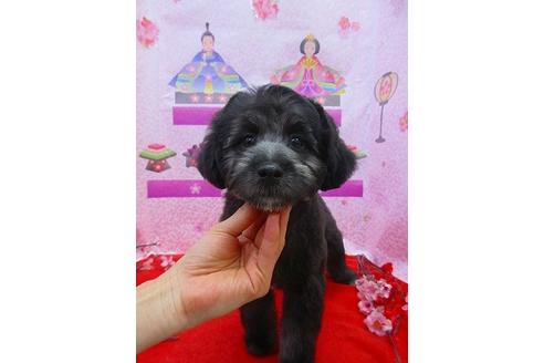 成約済の鳥取県のミックス犬-86977の1枚目