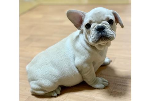 成約済の香川県のフレンチブルドッグ-90742の3枚目