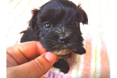 成約済の静岡県のミックス犬-89067の2枚目