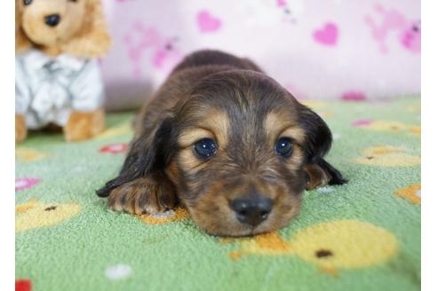 成約済の兵庫県のミニチュアダックスフンド(ロングヘアード)-91920の7枚目