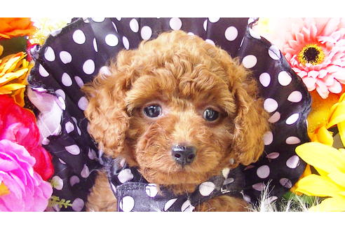 成約済の福岡県のタイニープードル-89016の1枚目