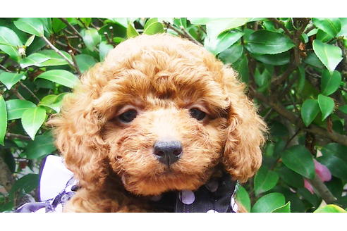 成約済の福岡県のタイニープードル-89016の4枚目