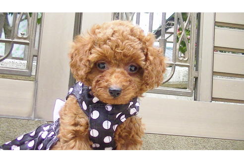 成約済の福岡県のタイニープードル-89016の3枚目