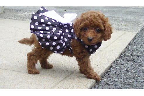 成約済の福岡県のタイニープードル-89016の2枚目