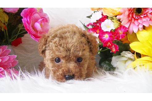 成約済の福岡県のティーカッププードル-89011の1枚目