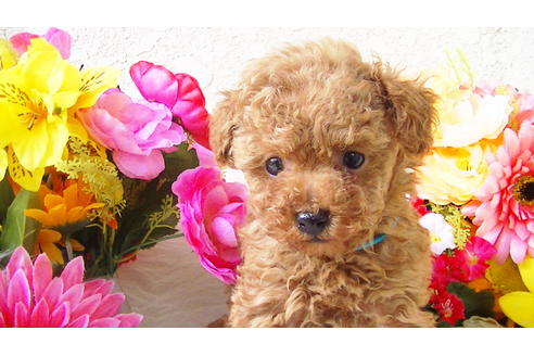 成約済の福岡県のティーカッププードル-89011の6枚目