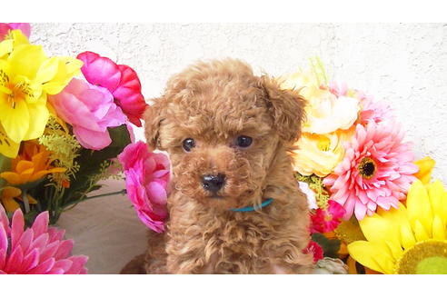 成約済の福岡県のティーカッププードル-89011の5枚目