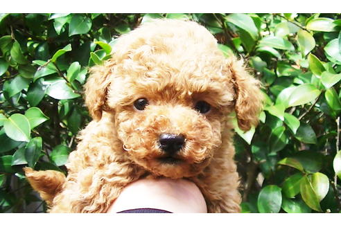 成約済の福岡県のティーカッププードル-89011の4枚目