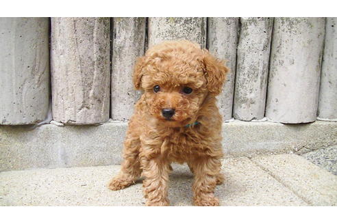 成約済の福岡県のティーカッププードル-89011の3枚目