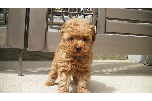 成約済の福岡県のティーカッププードル-89011の2枚目