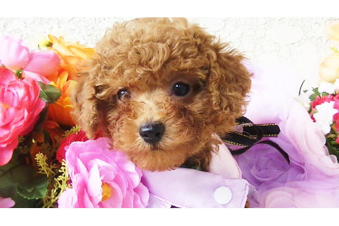 成約済の福岡県のタイニープードル-89013の10枚目