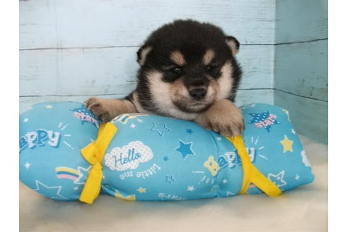 成約済の埼玉県の柴犬-91934の4枚目