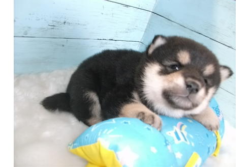 成約済の埼玉県の柴犬-91934の3枚目