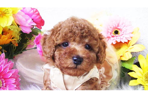 成約済の福岡県のタイニープードル-89017の1枚目