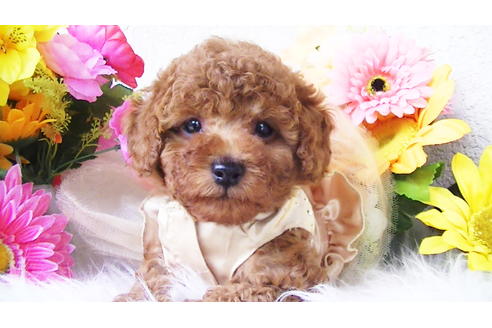 成約済の福岡県のタイニープードル-89017の4枚目