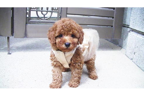 成約済の福岡県のタイニープードル-89017の3枚目