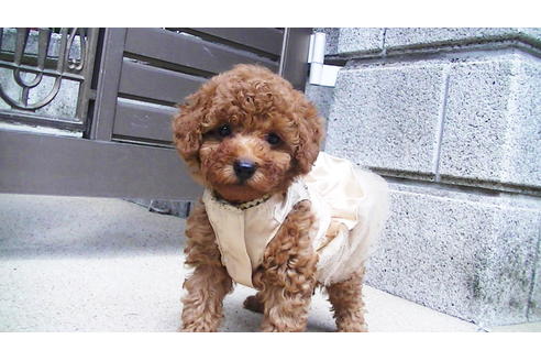 成約済の福岡県のタイニープードル-89017の2枚目