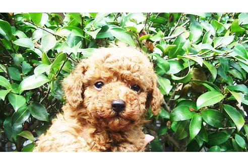 成約済の福岡県のティーカッププードル-89012の10枚目