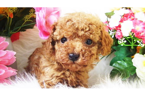 成約済の福岡県のティーカッププードル-89012の9枚目