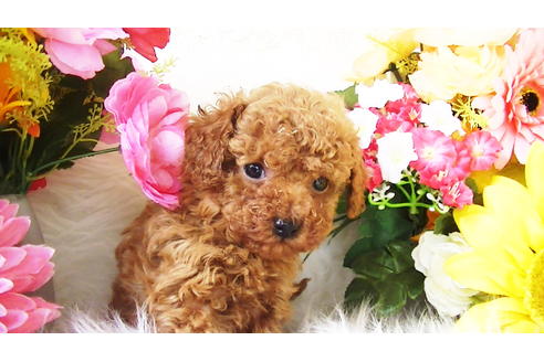 成約済の福岡県のティーカッププードル-89012の8枚目