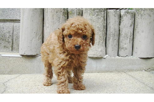 成約済の福岡県のティーカッププードル-89012の7枚目