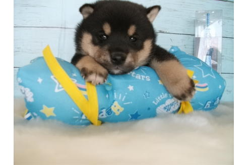 成約済の埼玉県の柴犬-91935の1枚目