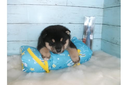 成約済の埼玉県の柴犬-91935の5枚目