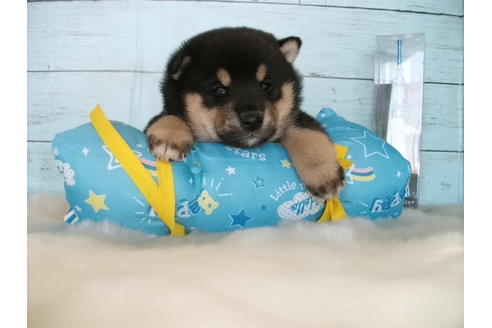 成約済の埼玉県の柴犬-91935の4枚目