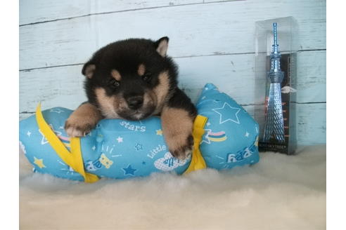 成約済の埼玉県の柴犬-91935の3枚目