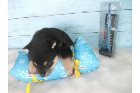 成約済の埼玉県の柴犬-91935の2枚目
