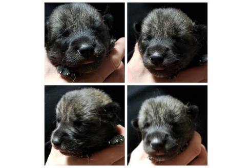 北海道のその他の犬種 女の子 02 29生まれ ウルフドッグの女の子です 子犬id ブリーダーナビ 北海道のその他の犬種 女の子 02 29生まれ ウルフドッグの女の子です 子犬id ブリーダーナビ