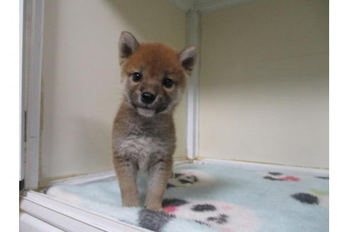 成約済の岡山県の柴犬-91969