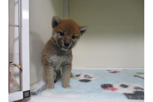 成約済の岡山県の柴犬-91969の4枚目