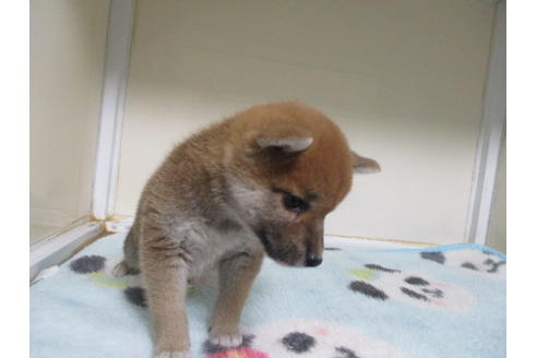 成約済の岡山県の柴犬-91969の3枚目