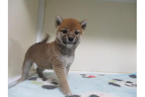 成約済の岡山県の柴犬-91969の2枚目