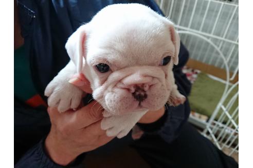 北海道のフレンチブルドッグ 女の子 01 30生まれ 綺麗なホワイトのフレンチブルです 子犬id ブリーダーナビ