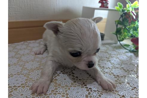 成約済の広島県のチワワ(ロングコート)-90458の7枚目