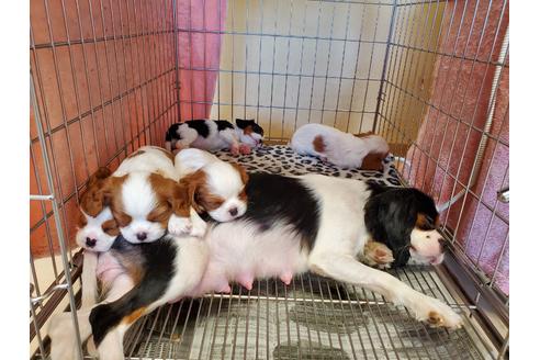成約済の愛知県のキャバリアキングチャールズスパニエル-92019の8枚目