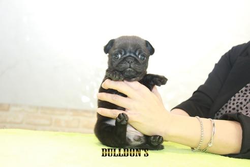 成約済の東京都のパグ-92026の5枚目