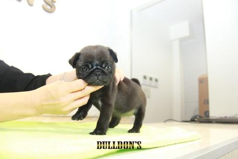 成約済の東京都のパグ-92026の4枚目