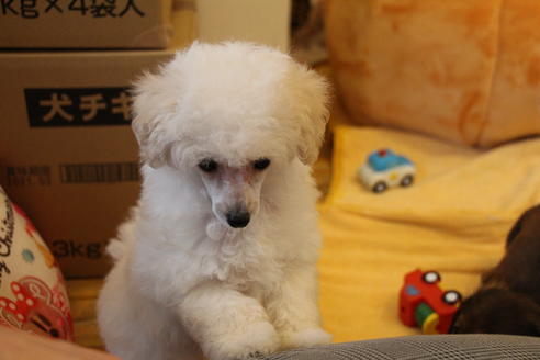 成約済の愛知県のトイプードル-92033の5枚目