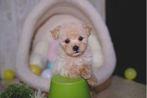 成約済の滋賀県のトイプードル-92034の1枚目